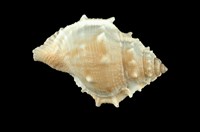 藏品(棘蛙螺)的圖片